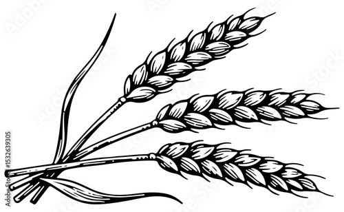 Barley vector engraving style illustration