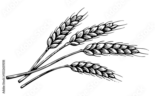 Barley vector engraving style illustration