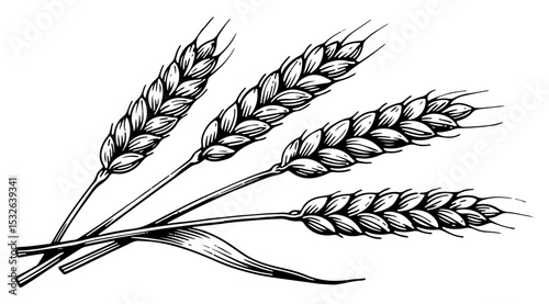 Barley vector engraving style illustration