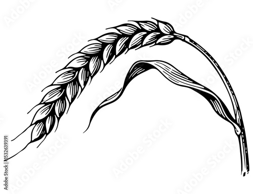 Barley vector engraving style illustration