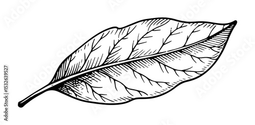 Bay leaf vector engraving style illustration