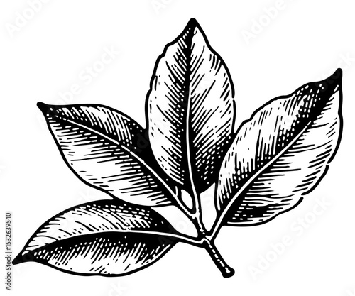 Bay leaf vector engraving style illustration