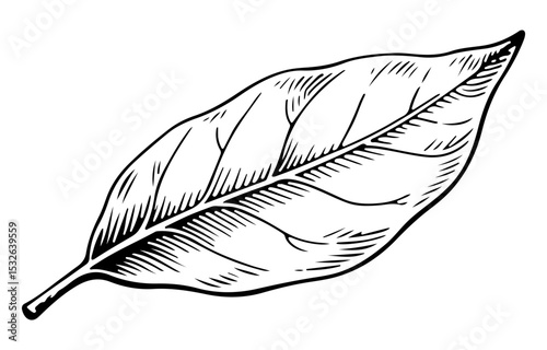 Bay leaf vector engraving style illustration
