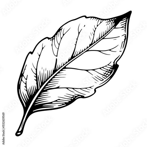 Bay leaf vector engraving style illustration