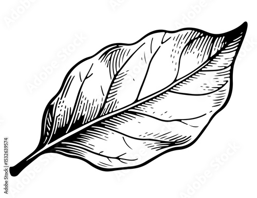 Bay leaf vector engraving style illustration