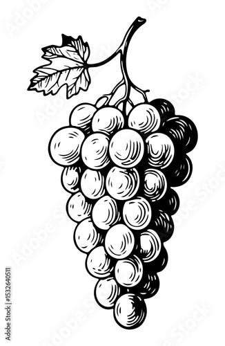 Grapes vector engraving style illustration