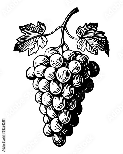 Grapes vector engraving style illustration