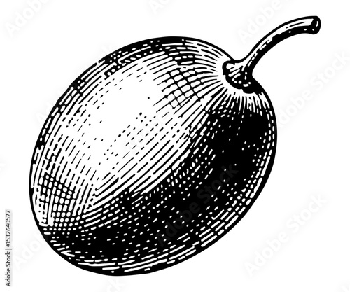 Grapes vector engraving style illustration