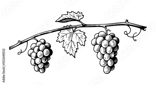 Grapes vector engraving style illustration