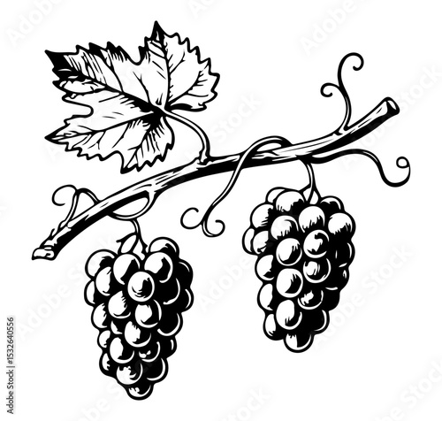 Grapes vector engraving style illustration