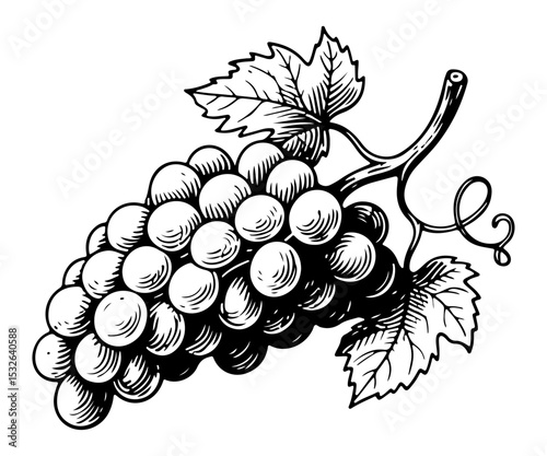 Grapes vector engraving style illustration
