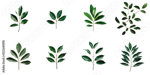 Wallpaper Mural variety of green leaves on transparent background organized in grid pattern showcasing different shapes sizes and textures of foliage elements Torontodigital.ca