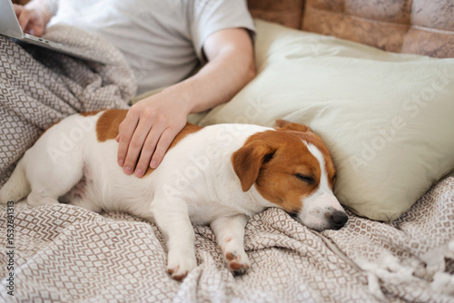 Obraz na płótnie Relaxed Jack Russell Terrier dog sleeping next to his owner on a cozy sofa while the man works or watches something on a laptop at home on a sunny day