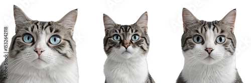 Three close-up portraits of a cat displaying expressive blue eyes and various facial expressions, isolated on a transparent background.