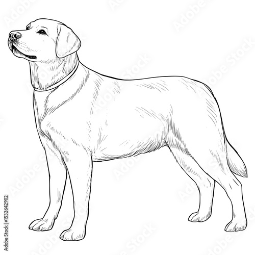 The modern silhouette of a labrador retriever dog is shown isolated on a plain white background