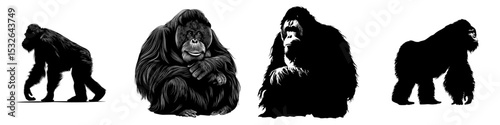 The modern design features a black orangutan silhouette set against a white background as a simple icon, presented as a wild animal modern