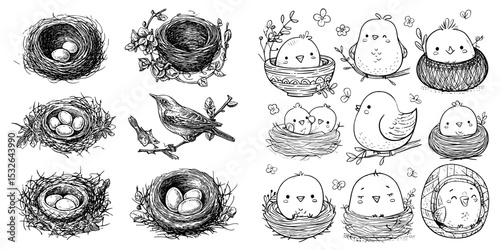 The illustration presents a set of bird's nests, replete with eggs and birds, set against a clean white background, emphasizing the beauty of wildlife