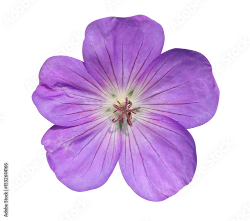 Geranium Rozanne, Geranium Himalayense png transparent background