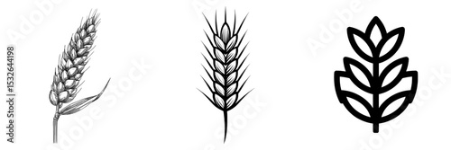 The image depicts an ear of wheat, barley, or rye as a modern icon on a white background