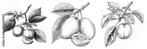 Modern icon of plum fruit and leaf in black silhouette set against a white background