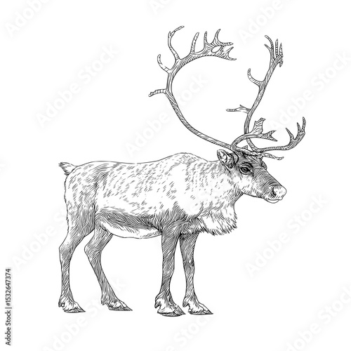 Reindeer silhouette design featuring a wild animal illustration