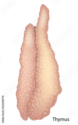 Human Thymus Anatomy Illustration in Detail. Realistic Medical Drawing of the Thymus Gland. Thymus Organ Close-up for Educational Purposes