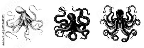 Isolated drawing of an underwater monster, featuring black octopus tentacles, a Kraken sketch, and sea animal wall decoration
