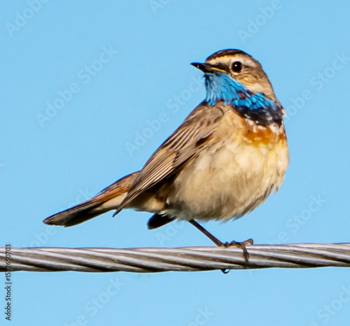 Bluethroat (Luscinia svecica)