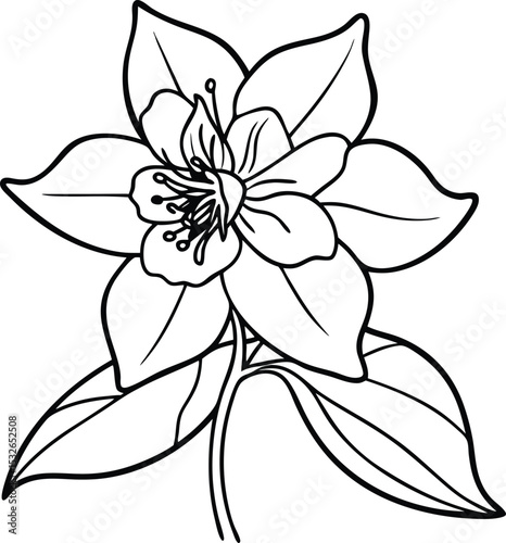 Delicate Black and White Hellebore Flower with Leaves Outline Illustration Isolated