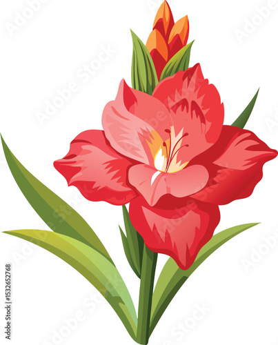 Illustration of a Red and Orange Gladiolus Flower with Green Leaves on White Background