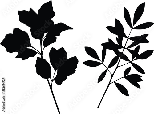 Silhouette illustration of two leafy stems with elongated leaves, symbolizing nature, growth, and elegance