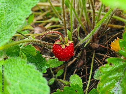 Ripe Strawberry Growing in Garden photo