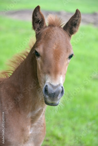 Foal
