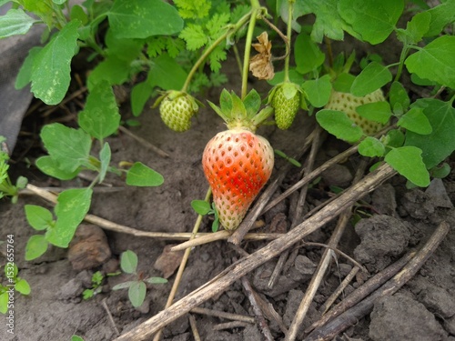 Ripe Strawberry Growing in Garden photo