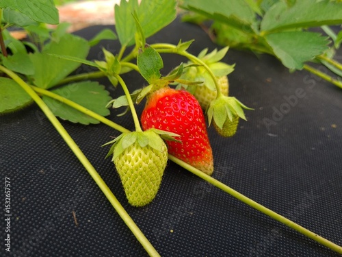 Ripe Strawberry Growing in Garden photo
