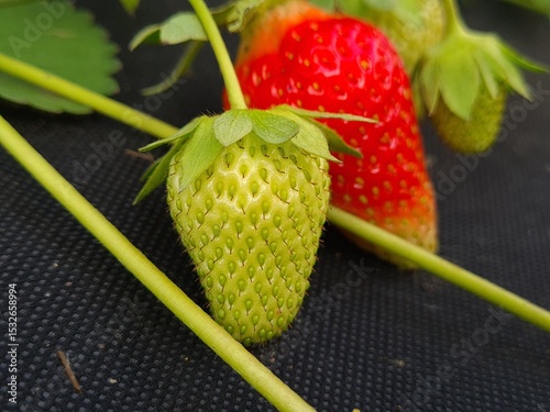 Ripe Strawberry Growing in Garden photo