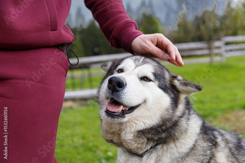 A Joyful Interaction Between a Person and Their Happy Alaskan Malamute in a Beautiful Outdoor Setting with Lush Green Grass and Mountains in the Background