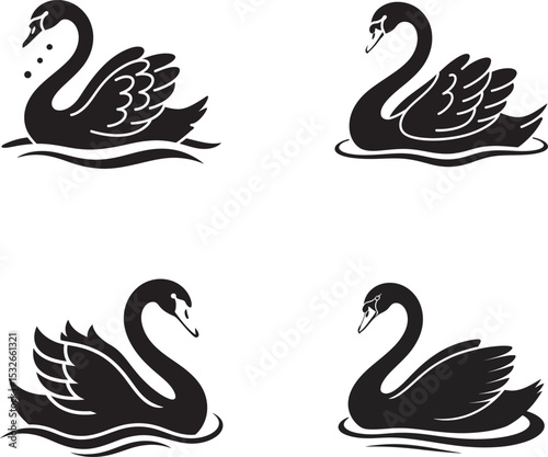 swans on the water