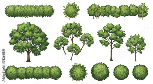 Collection of Hand-Drawn Trees and Shrubs Top View Illustrations for Landscape Design