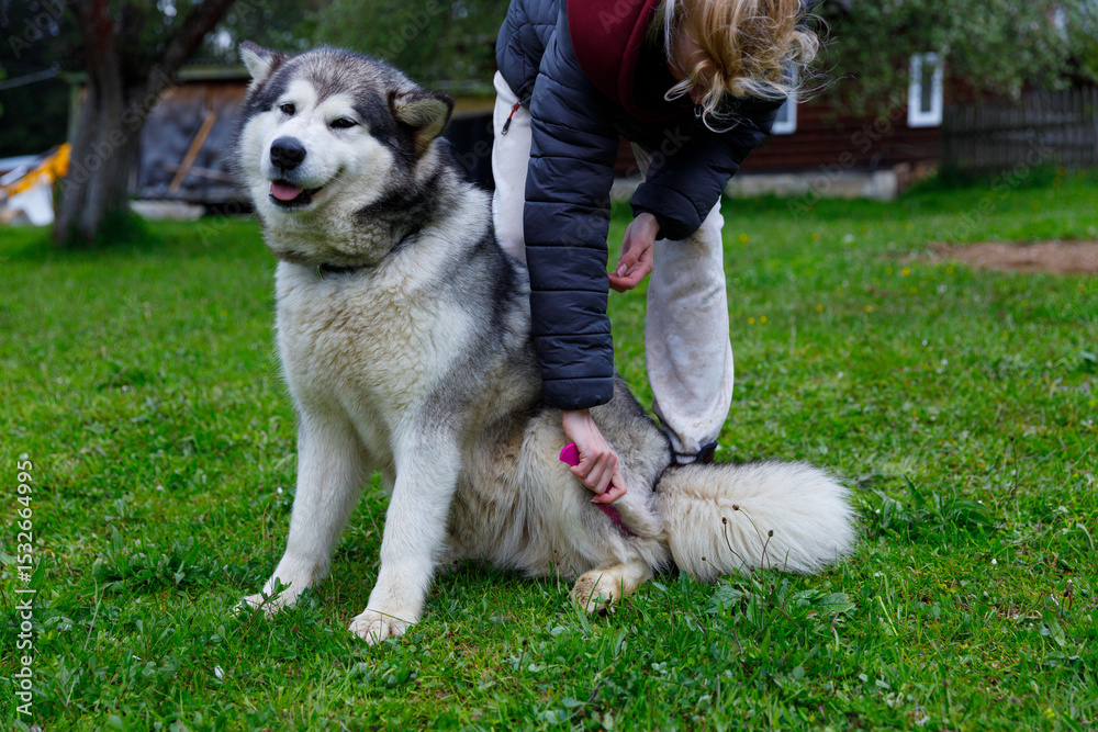 A Person Gently Grooming a Large Alaskan Malamute Dog in a Green Field with Natural Surroundings and a Happy Canine Expression A Person Gently Grooming a Large Alaskan Malamute Dog in a Green Field with Natural Surroundings and a Happy Canine Expression