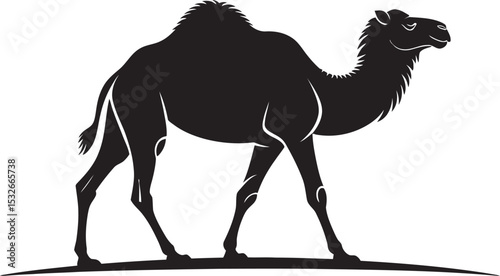 camel isolated on white