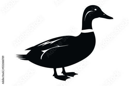 duck isolated on white background