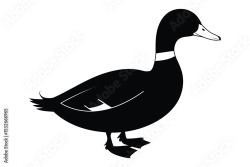 female mallard duck