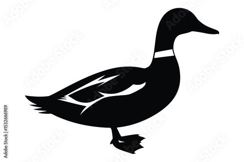 duck vector illustration