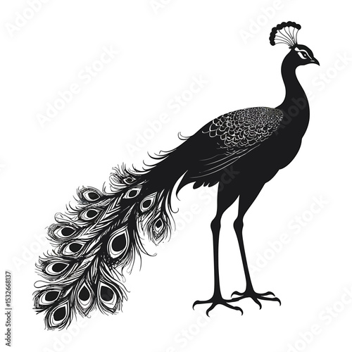 Black and White Peacock Illustration with Fanned Tail Featuring Ornate Eye Patterns