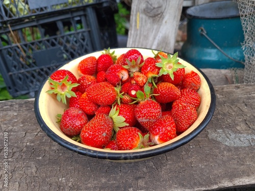 Ripe Strawberry Growing in Garden photo