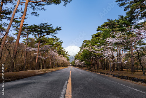 富士山続く道と桜が咲く春の風景
