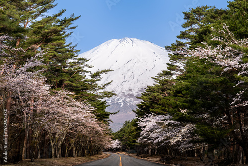 富士山続く道と桜が咲く春の風景
