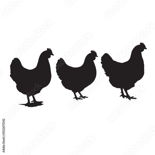 Elegant Black Silhouettes of Three Chickens Farm Animals Poultry Design Element