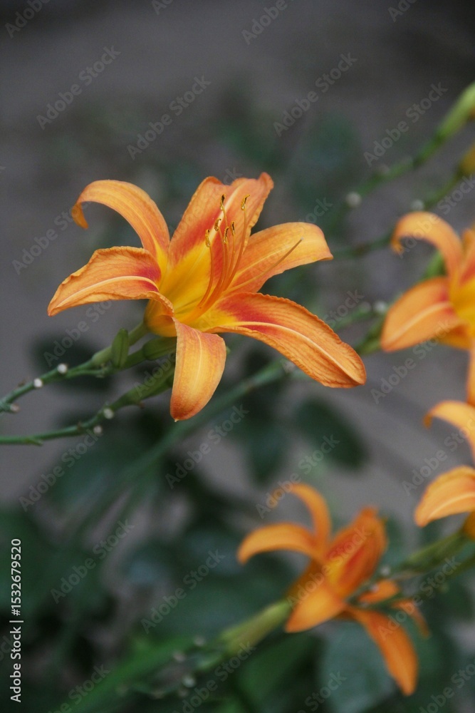 orange tiger lily orange tiger lily